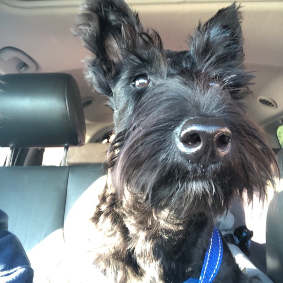 Meet your Posher, Mindy - Picture 2 of 2